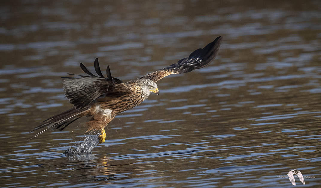 Red Kites in Mid Wales