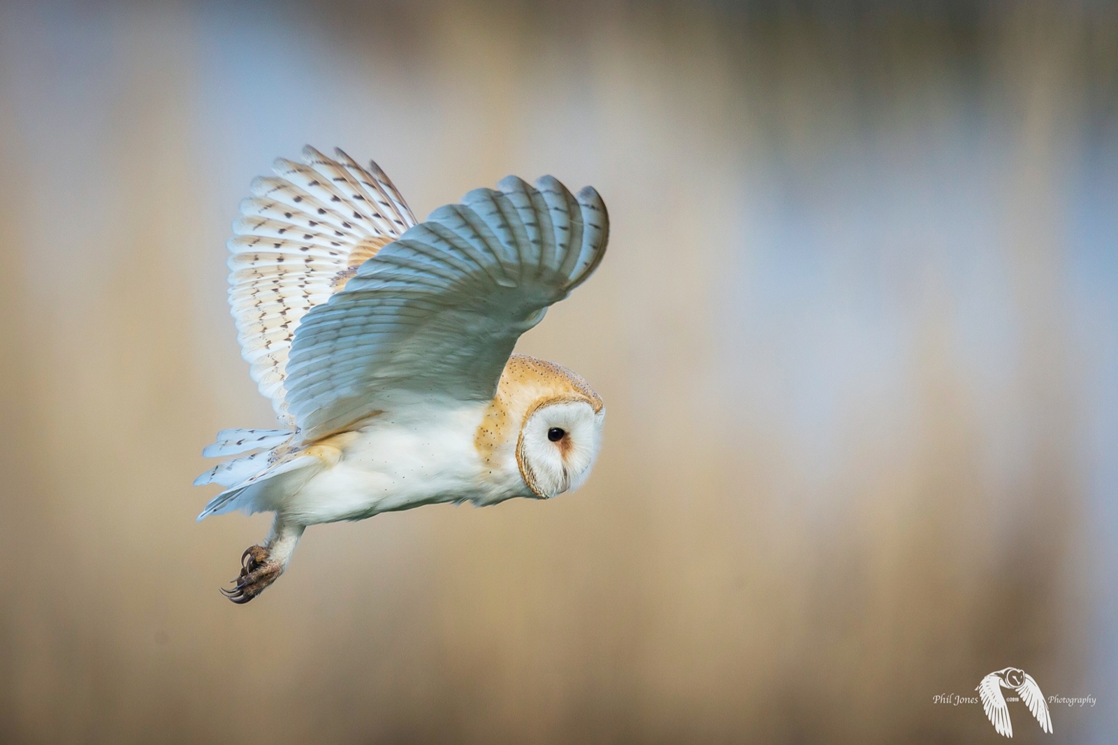 Barn Owl Project
