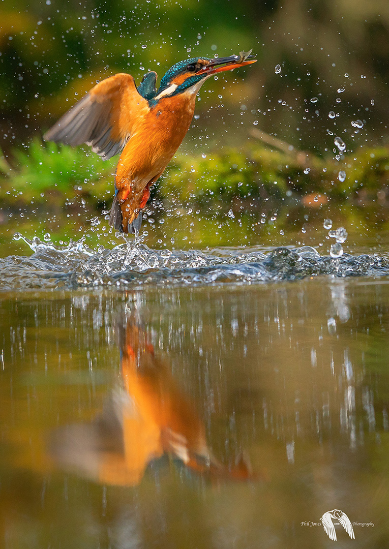 Kingfisher