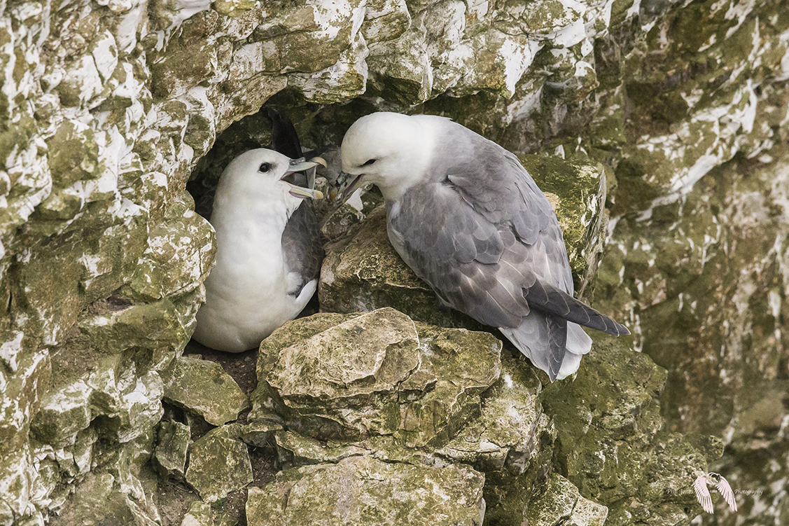 Fulmars DX 7452