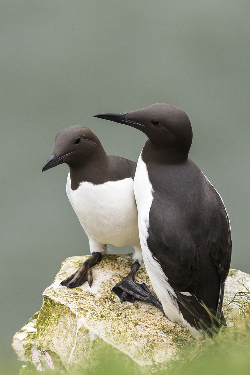 Guillemots DX 7333