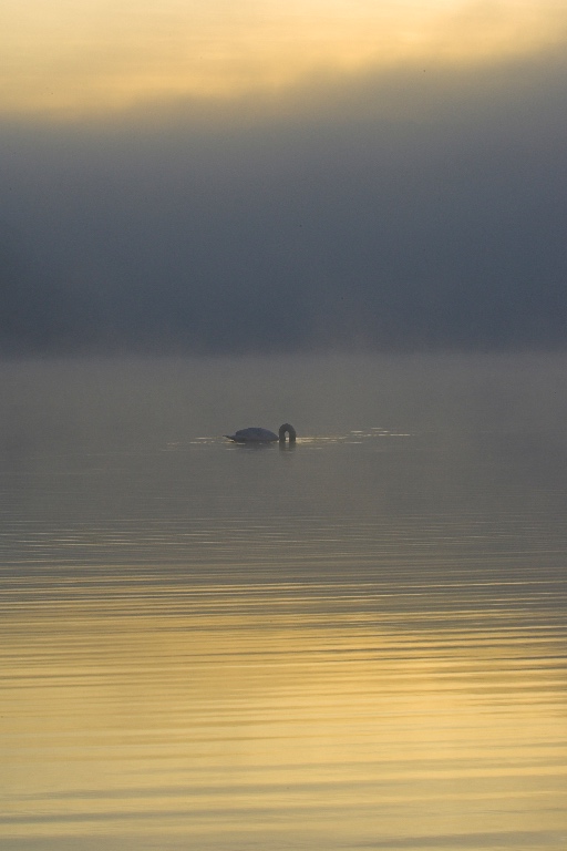 Swanlake